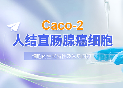 細胞學堂|Caco-2人結直腸腺癌細胞的生長特性及常見問題