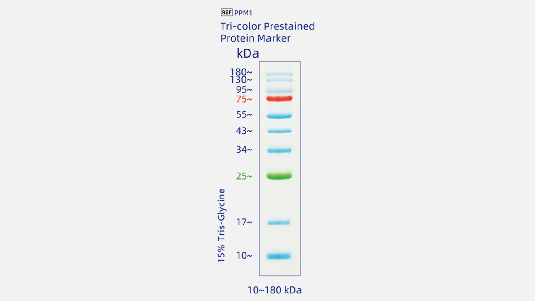 三色預染蛋白分子量標準（10-180kDa）