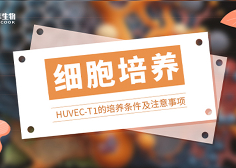 HUVEC-T1（SV40T轉(zhuǎn)化人臍靜脈內(nèi)皮細(xì)胞）培養(yǎng)條件及注意事項(xiàng)