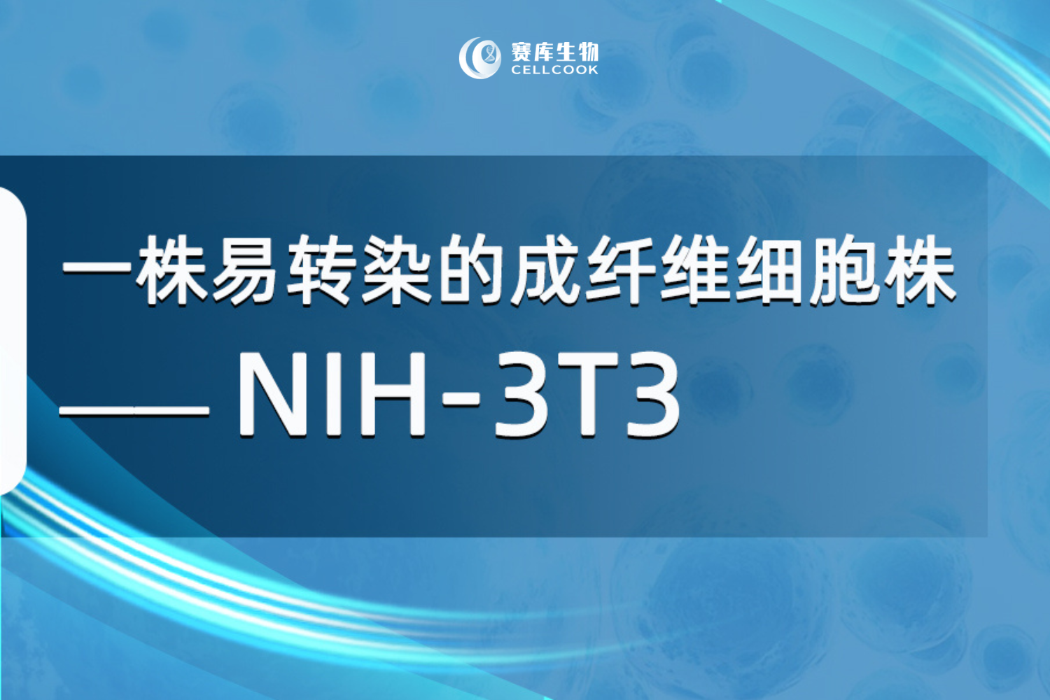  一株易轉(zhuǎn)染的成纖維細(xì)胞株—NIH-3T3