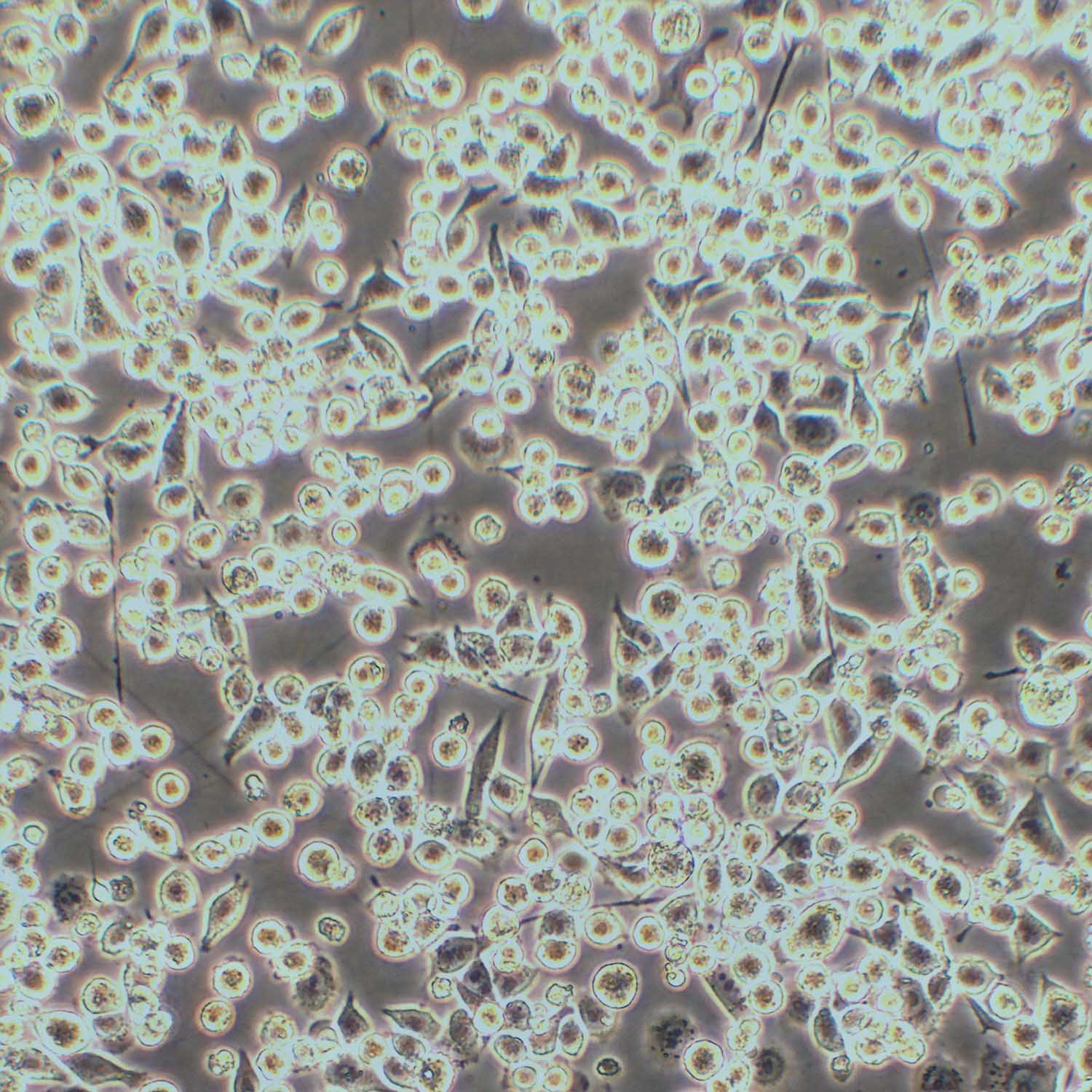 LLC-GFP(STR)示蹤穩(wěn)定細胞株（STR鑒定正確）