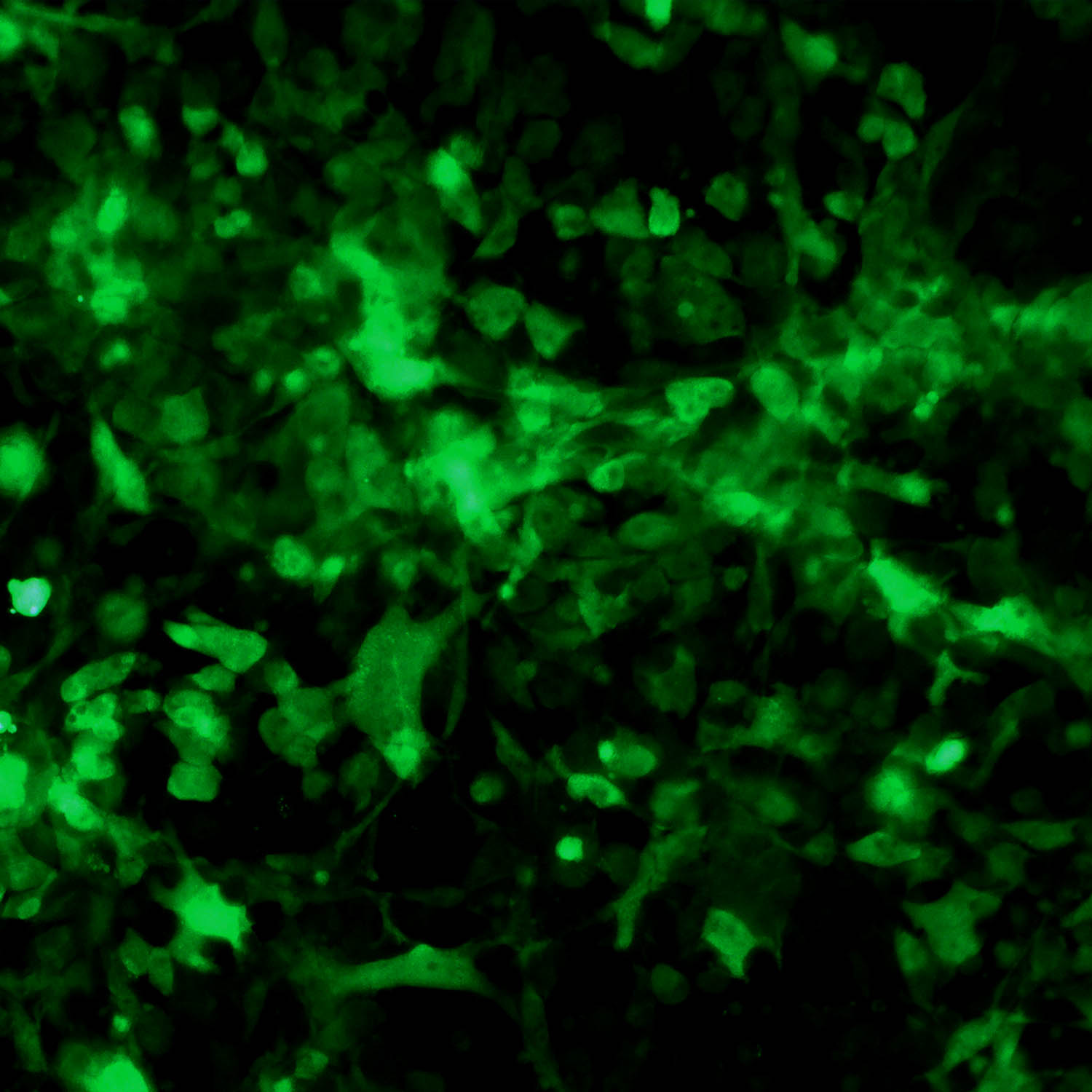 HePa1-6-GFP